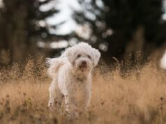 Decoding Dog Behavior