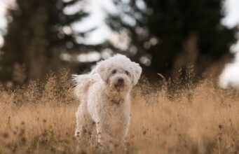 Decoding Dog Behavior
