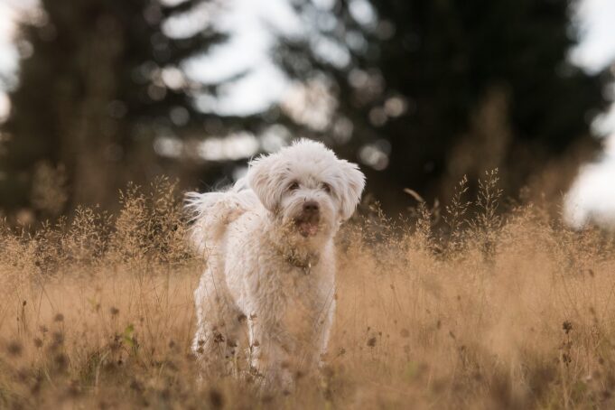 Decoding Dog Behavior