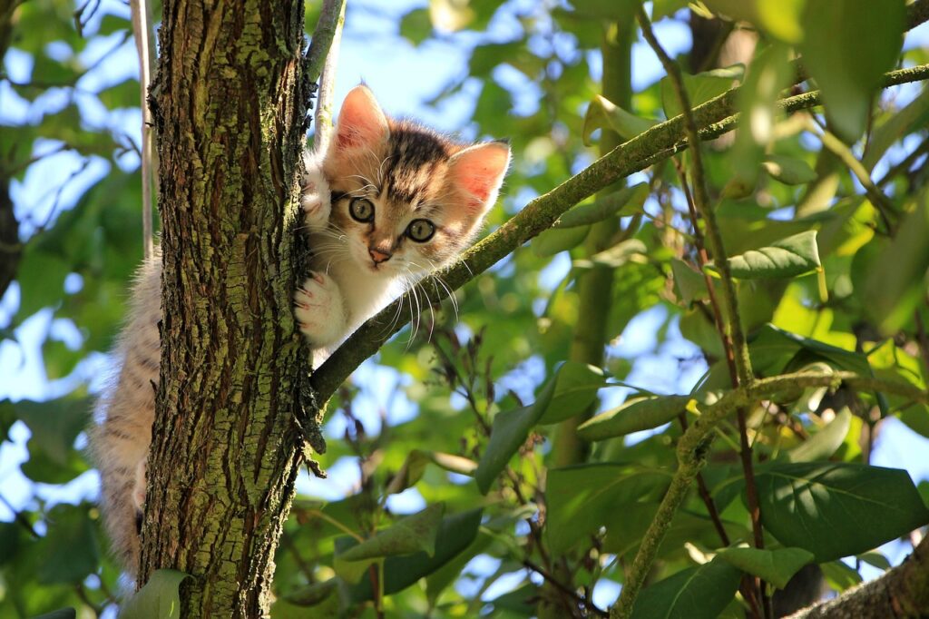 Senior Cat Care For Beginners 3 pindrive 1784369232 7DWUzU