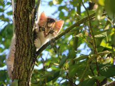 Senior Cat Care For Beginners