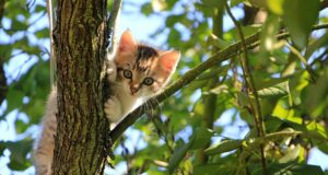 Senior Cat Care For Beginners