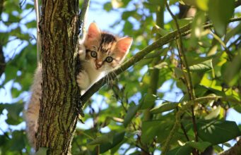 Senior Cat Care For Beginners