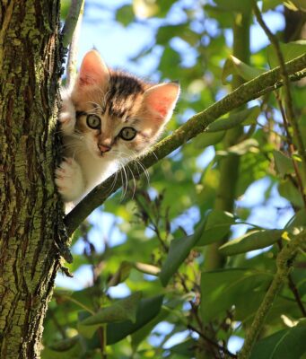 Senior Cat Care For Beginners