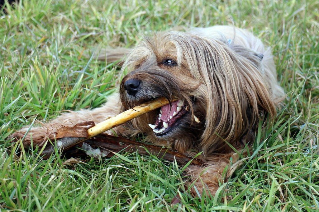 Dog Dental Care Steps 3 pindrive 1784383062 wHUqS9