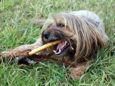 Dog Dental Care Steps