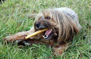 Dog Dental Care Steps
