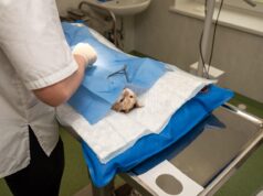 Cat Health Problems: A Step-by-Step Guide
