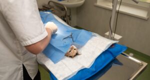 Cat Health Problems: A Step-by-Step Guide