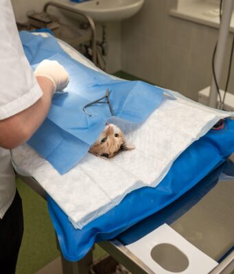 Cat Health Problems: A Step-by-Step Guide