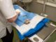 Cat Health Problems: A Step-by-Step Guide