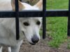 Dog Insurance 2026: Trends and Insights