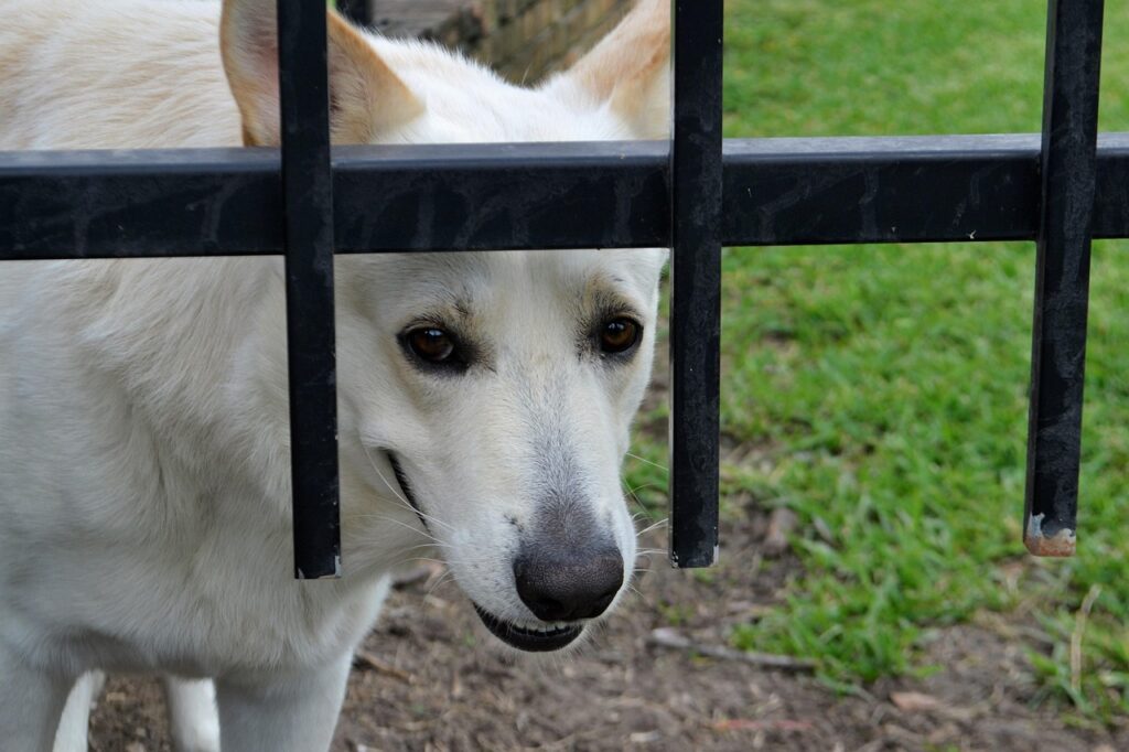 Dog Insurance 2026: Trends and Insights 3 pindrive 1784455816 Xyz77M