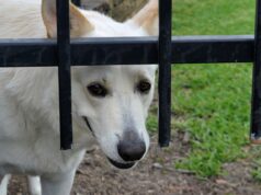 Dog Insurance 2026: Trends and Insights