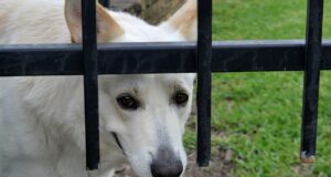 Dog Insurance 2026: Trends and Insights