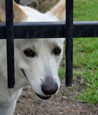 Dog Insurance 2026: Trends and Insights