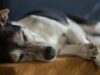 Senior Dog Care Tips
