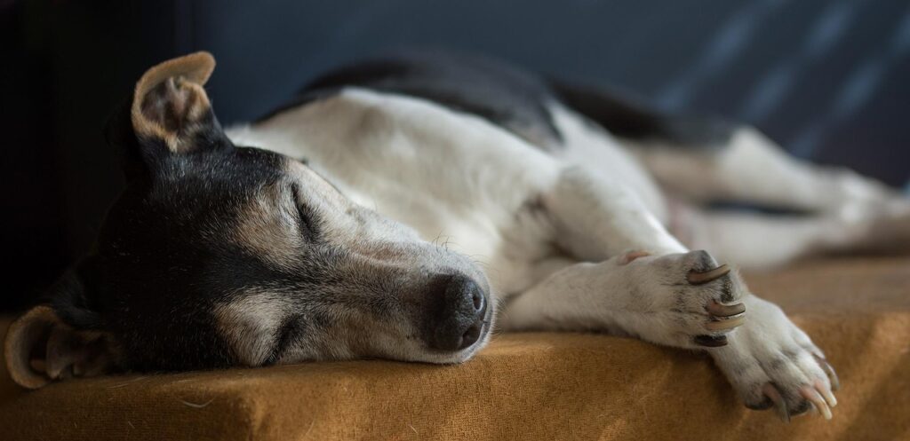 Senior Dog Care Tips 3 pindrive 1784469512 uU1voF