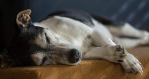 Senior Dog Care Tips