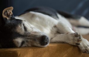 Senior Dog Care Tips