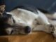 Senior Dog Care Tips