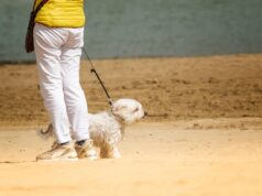Puppy Training Guide for Beginners