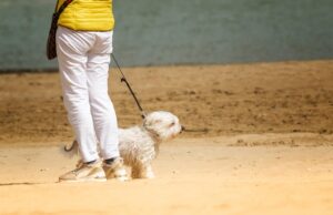 Puppy Training Guide for Beginners