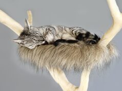 Stop Cat Scratching Furniture