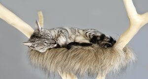 Stop Cat Scratching Furniture
