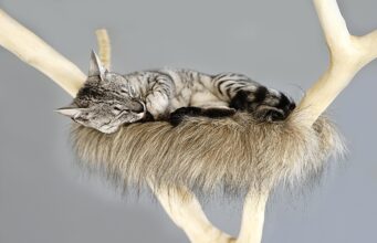 Stop Cat Scratching Furniture