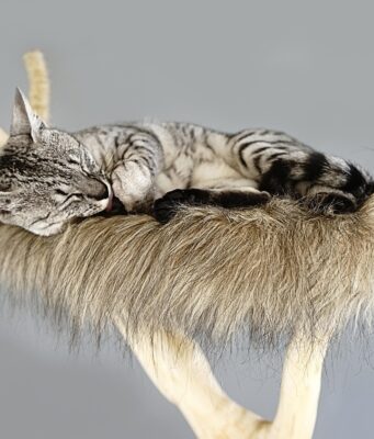 Stop Cat Scratching Furniture