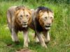 Understanding Cat Behavior