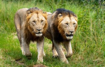 Understanding Cat Behavior