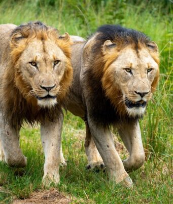 Understanding Cat Behavior