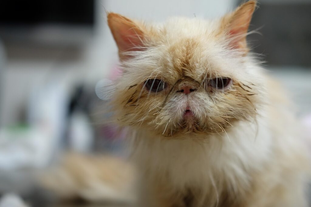 Cat Health Issues: Common Problems and Solutions 3 pindrive 1784698524 4q70Vt
