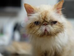 Cat Health Issues: Common Problems and Solutions