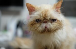 Cat Health Issues: Common Problems and Solutions