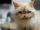 Cat Health Issues: Common Problems and Solutions