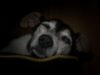 Senior Dog Care Mistakes