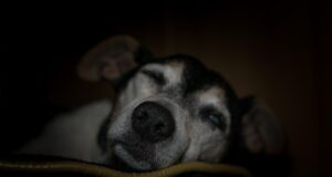 Senior Dog Care Mistakes