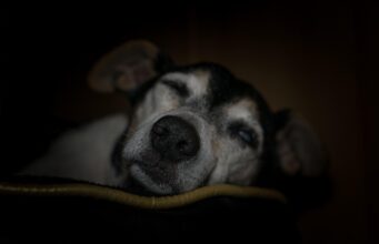 Senior Dog Care Mistakes