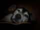 Senior Dog Care Mistakes