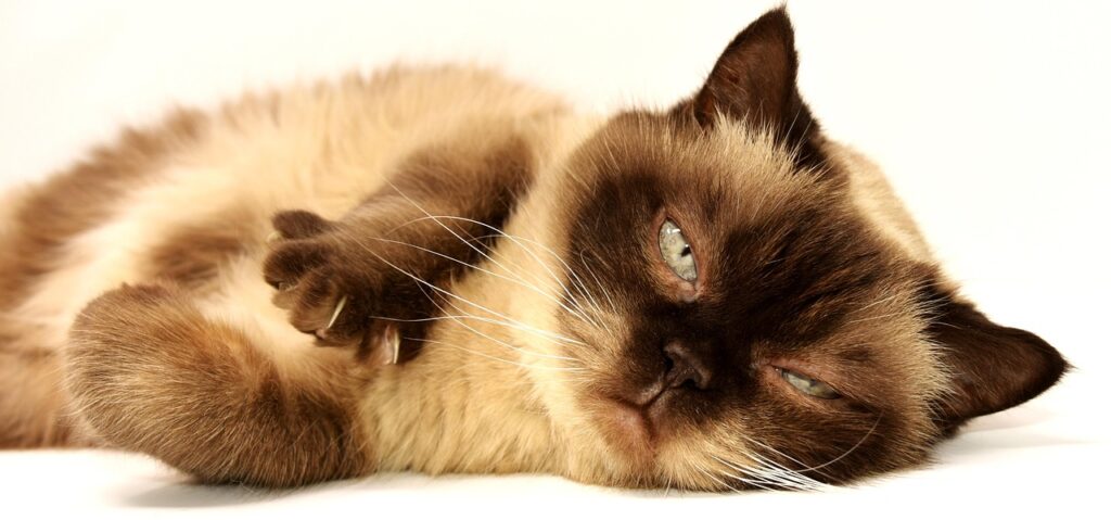 Cat Breeds Myths Debunked 3 pindrive 1784728963 lNgIDy