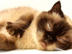 Cat Breeds Myths Debunked