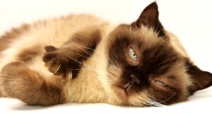 Cat Breeds Myths Debunked