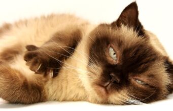 Cat Breeds Myths Debunked