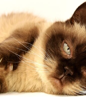 Cat Breeds Myths Debunked