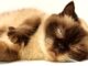 Cat Breeds Myths Debunked