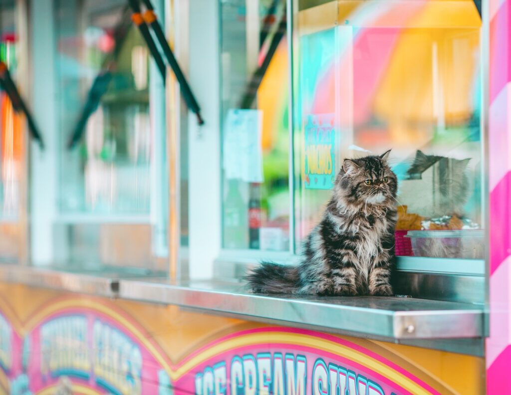Debunking Myths: Best Cat Food 3 pindrive 1784784278 bitGfG