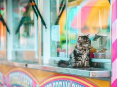 Debunking Myths: Best Cat Food